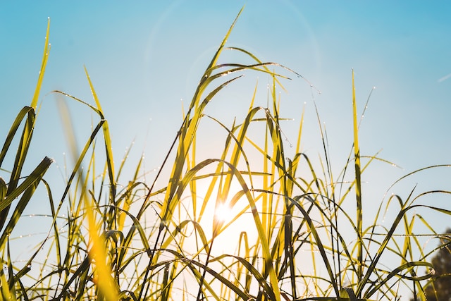 Exploring the Importance of Lifestyle Choices for Optimal Well-being and Happiness